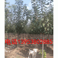 長(zhǎng)期出售櫻花