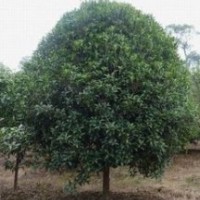 供應本基地優(yōu)質(zhì)苗木，廣玉蘭，大葉女貞，桂花，紫薇，大葉黃楊
