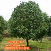 瀏陽綠化苗精品桂花苗、桂花基地