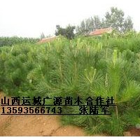 1米營養(yǎng)杯油松大量出售、1米營養(yǎng)杯油松出售
