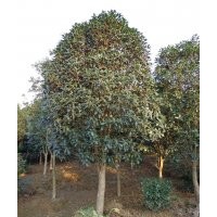6公分桂花|5公分桂花|4公分|2公分桂花價(jià)格