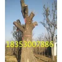 30公分國槐價(jià)格
