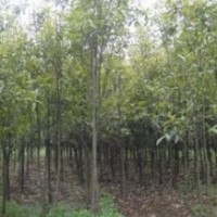 長期供應桂花價格 地徑5公分6公分桂花價格