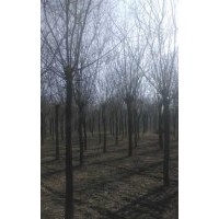 那里老國(guó)槐多？發(fā)冒國(guó)槐多少錢