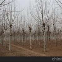提供山東法桐產(chǎn)地，8公分10公分法桐價(jià)格