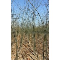 山東供應(yīng)3公分國槐