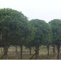 供應(yīng)湖南6公分全冠桂花樹，8公分全冠桂花樹，10公分湖南桂花樹