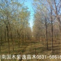 長期供應(yīng)白蠟樹苗，成樹，白蠟?zāi)緝r格