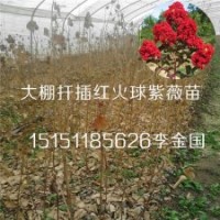 一年生紅火球紫薇苗扦插紅火箭紫薇苗耐寒速生紫薇樹(shù)苗