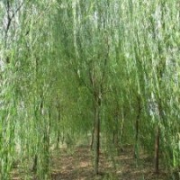 山東8公分垂柳價格