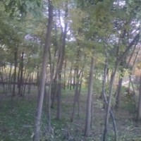 河北清苑4公分國槐價格