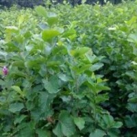 最新3公分白玉蘭價(jià)格 江蘇白玉蘭基地