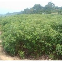 3公分香樟樹-益陽有亮園林