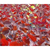 長(zhǎng)期供應(yīng)紫葉紅櫨價(jià)格低質(zhì)量好