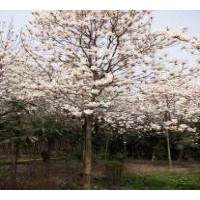 江蘇白玉蘭產(chǎn)地 2公分3公分白玉蘭價(jià)格