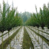 河北紫薇供應商|北京彩葉草批發(fā)銷售
