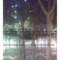 低價出售1米高處直徑3至12公分桂花樹