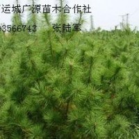 2米以上油松大量低價出售、大量油松供應(yīng)