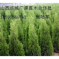 2、3米蜀儈大量低價出售、大量蜀儈低價供應(yīng)