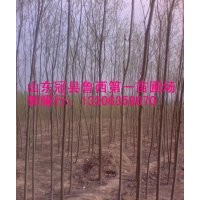 山東毛白楊，國槐，椿樹，柳樹