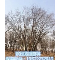 陜西茶條槭,國槐,蒙古櫟