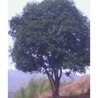 供應優(yōu)質(zhì)湖南移植桂花樹，叢生桂花樹，品質(zhì)保證