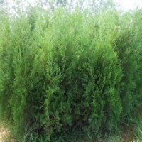 批發(fā)側(cè)柏 低價處理側(cè)柏 山西優(yōu)質(zhì)側(cè)柏