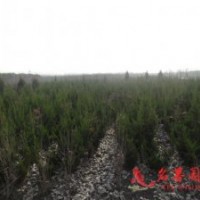 直升龍柏