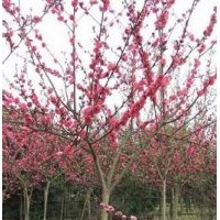 紅葉碧桃，西府海棠大降價(jià)