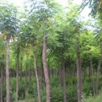 河北欒樹，河北北欒，欒樹，8公分以上欒樹