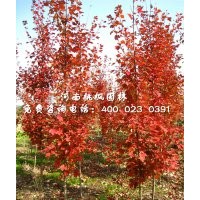 河南桃楓園林美國紅楓樹苗優(yōu)惠中