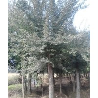 三角楓價格，三角槭價格