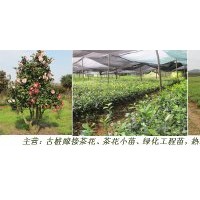 直銷批發(fā)工程苗木、茶花樹苗