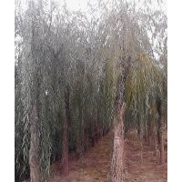 嫁接垂柳河北嫁接垂柳基地