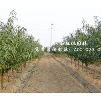 優(yōu)質(zhì)桃苗河南桃楓園林基地直銷