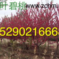河南2公分碧桃價格，3公分碧桃批發(fā)