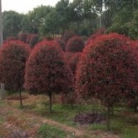 提供地徑8公分10公分紅葉石楠價格 南京紅葉石楠球價格