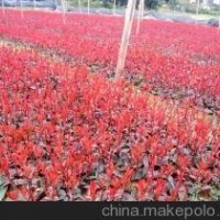 現(xiàn)在20公分高紅葉石楠小苗價格 地徑2公分紅葉石楠價格