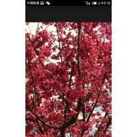 福建山櫻花