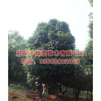 供應(yīng)桂花樹，湖南桂花，50公分桂花(圖)