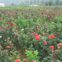 供應(yīng)豐花月季，豐花月季苗，豐花月季小苗，豐花月季工程苗
