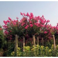 紅花紫薇價(jià)格|5公分紅花紫薇價(jià)格