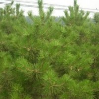 供應(yīng)河北大杯80厘米油松苗1.2米油松苗