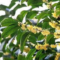 常年出售廣玉蘭，香樟，大葉女貞，紅葉石楠等
