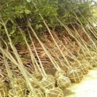 山東精品桂花價(jià)格，地徑5公分8公分15公分桂花價(jià)格