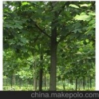 精品北美馬褂木價(jià)格，8公分 10公分馬褂木價(jià)格
