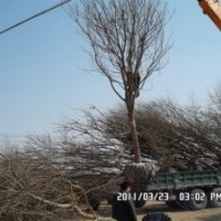15公分國槐價(jià)格