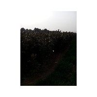 3公分廣玉蘭無中介直銷