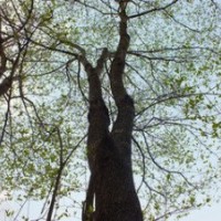 胸徑15公分20公分杜仲價(jià)格 江蘇杜仲基地