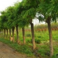 供應(yīng)、各種綠化大小苗木、直銷千頭椿,山東千頭椿,千頭椿種苗,千